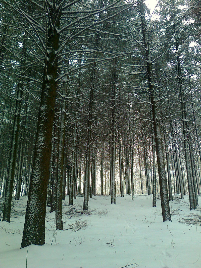 Avala