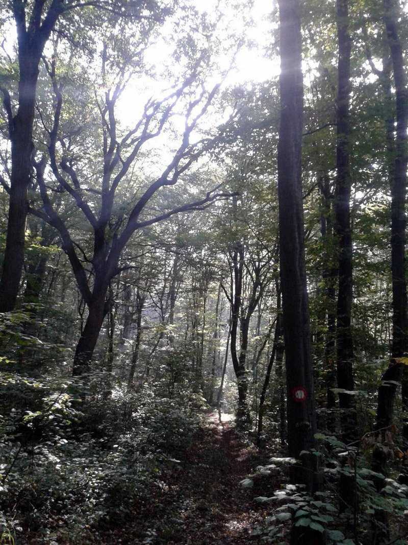Avala